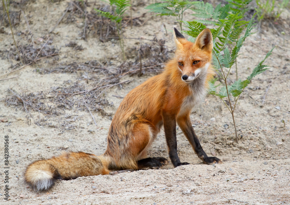 Red fox (Vulpes vulpes) vixen standing by a dirt road in Algonquin Park, Canada