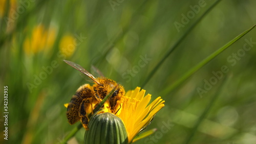 Yellow flower, wild bee, spring green grass
