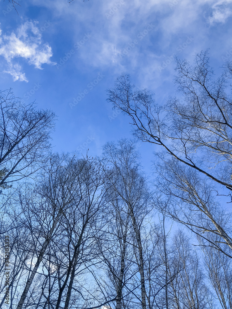 Looking up at the leafless birch trees Looking up at the leafless birch trees