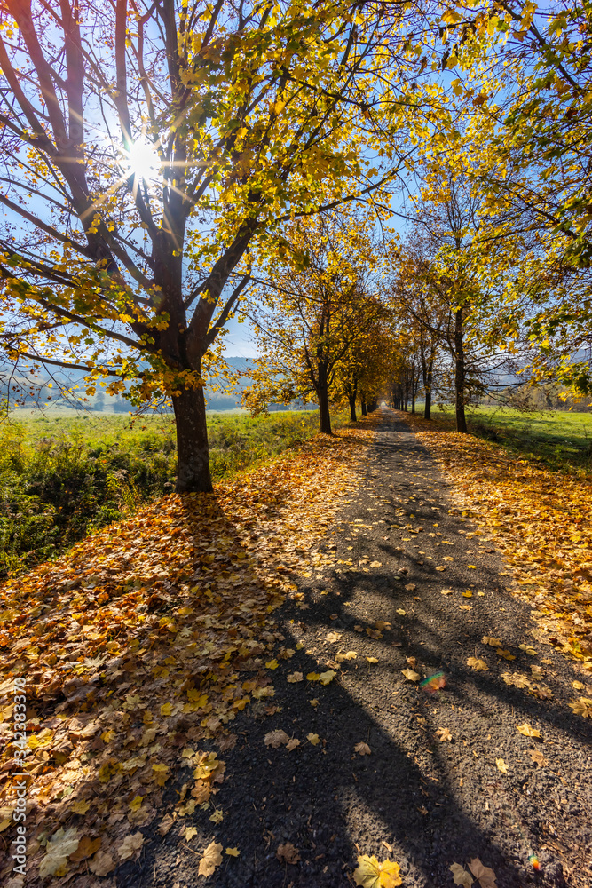 Fototapeta premium autumn alley near Banhorvati in Northern Hungary, Hungary