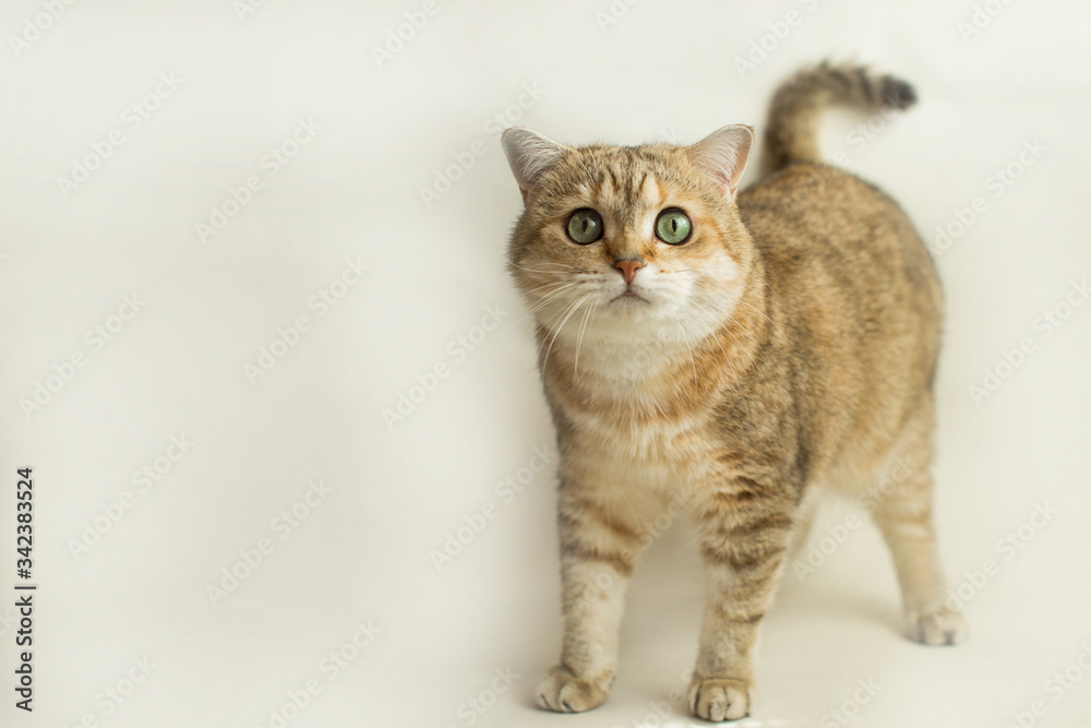 golden british cat cat loves playing and taking pictures
golden british cat cat loves playing and taking pictures