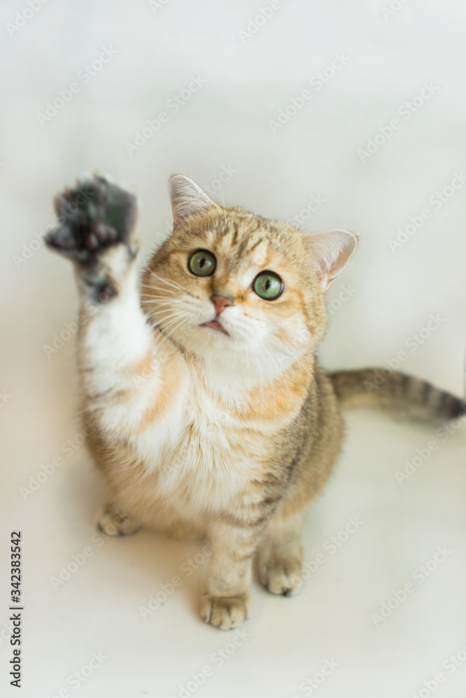 golden british cat cat loves playing and taking pictures
golden british cat cat loves playing and taking pictures