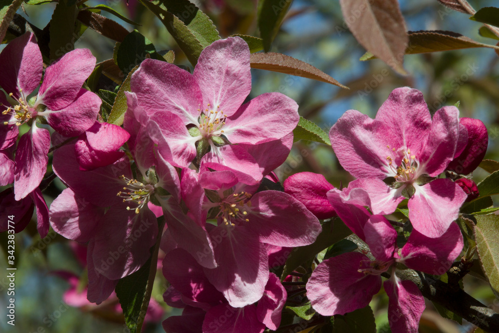 Intensive pink flower in the spring garden. Intensive pink flower in the spring garden.