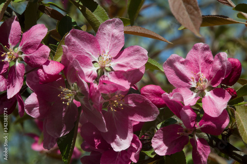 Intensive pink flower in the spring garden.
