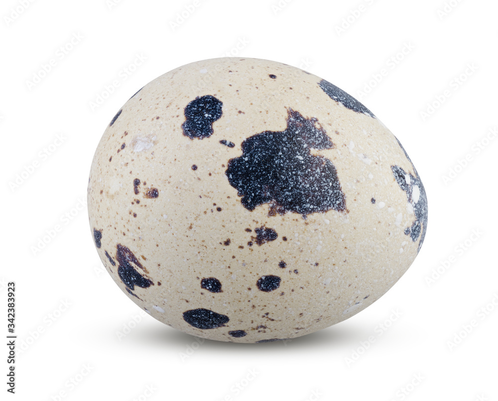 Small Quail Egg Close Up Isolated on White Background Small Quail Egg Close Up Isolated on White Background