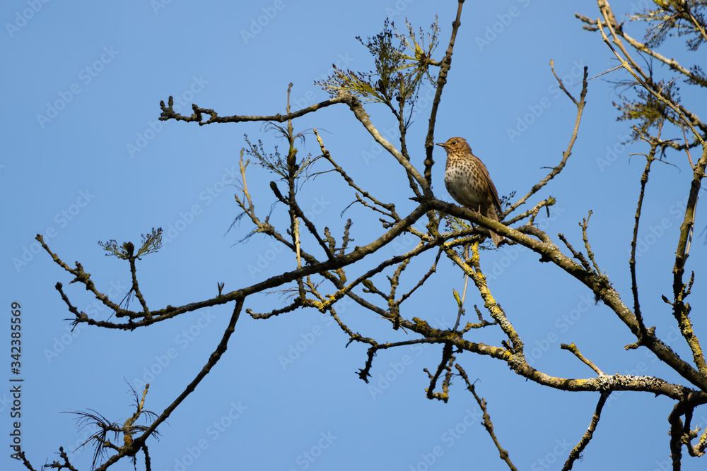 Song Thrush (Turdus philomelos) perched in a tree enjoying the spring sunshine Song Thrush (Turdus philomelos) perched in a tree enjoying the spring sunshine