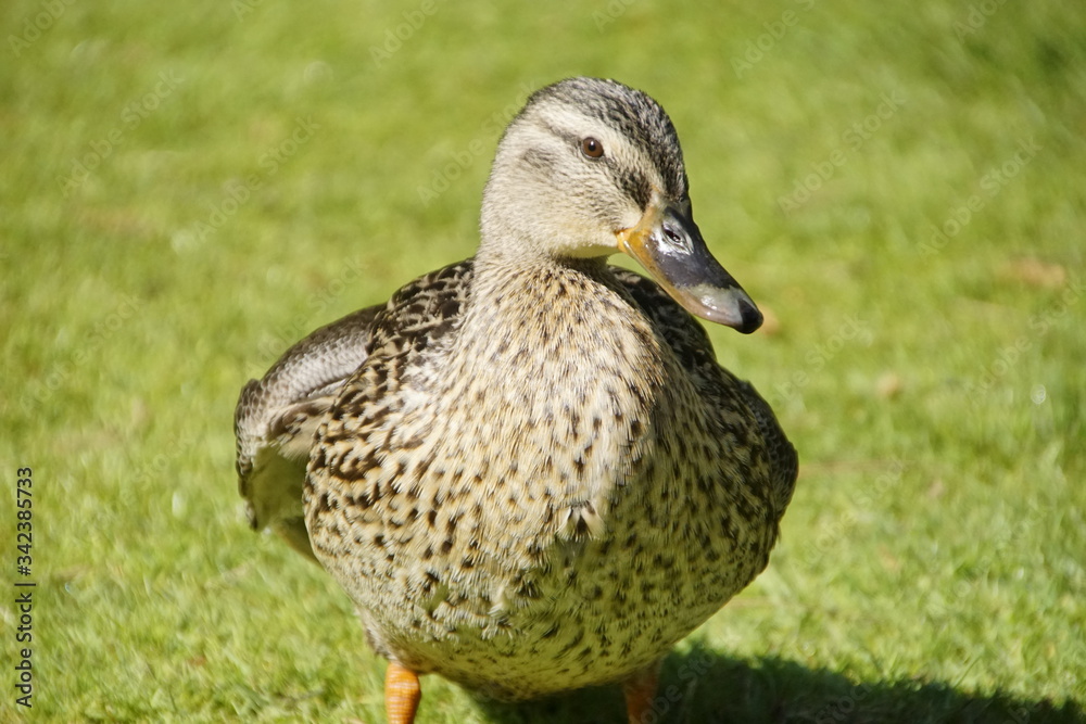 Enten auf einer Wiese im Sonnenlicht in Nahaufnahme Enten auf einer Wiese im Sonnenlicht in Nahaufnahme