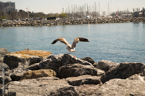 A Seagull at Istanbul Kalamis Beach photo