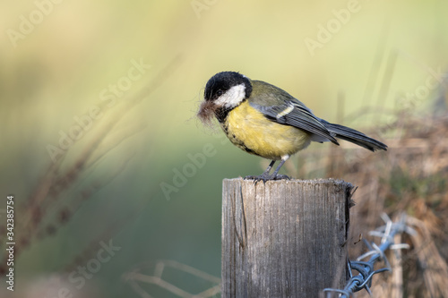 Great Tit perched on awooden post with nesting material in it's beak photo