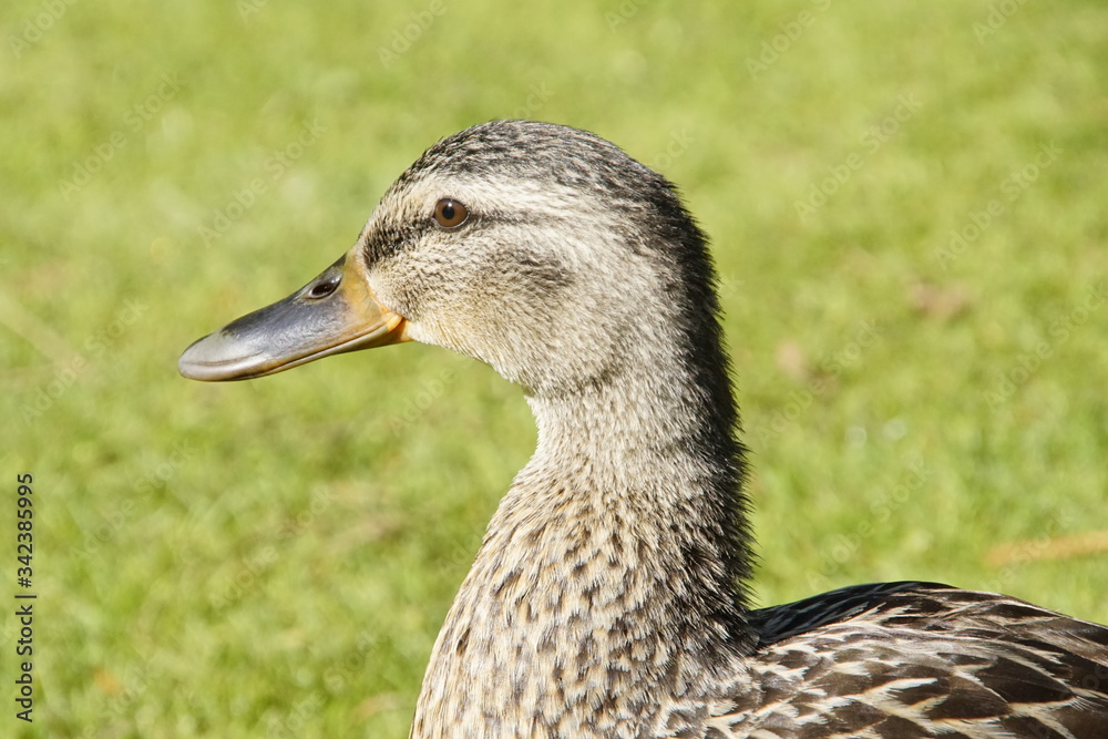 Enten auf einer Wiese im Sonnenlicht in Nahaufnahme Enten auf einer Wiese im Sonnenlicht in Nahaufnahme