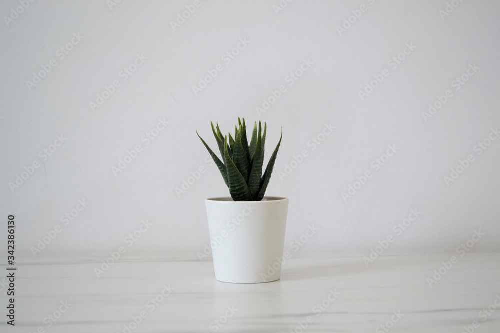 Small Potted Flower Standing on White Background Small Potted Flower Standing on White Background