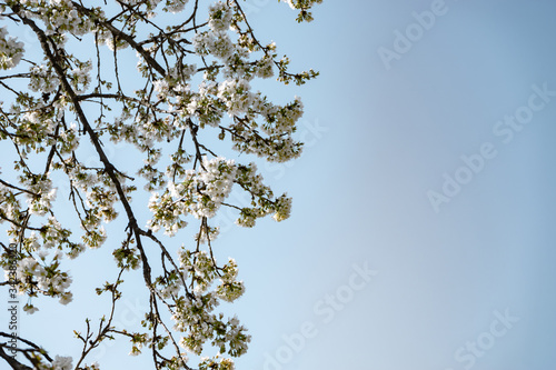 Beautiful Springbranch of cherry blossoms tree background. photo