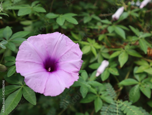 Purple flower in green background blooming in the morning.