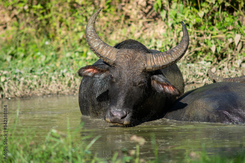 Obraz premium Buffalo