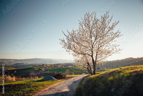 Spring cherry tree, meadows and fields landscape in Slovakia. Blossoming cherry trees. Fresh country in Hrinova.