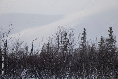 Winter forest on the background of snowy mountains. The landscape to the North of the country