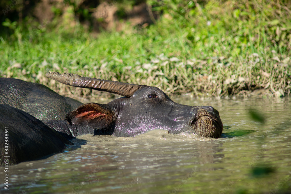 Fototapeta premium Buffalo