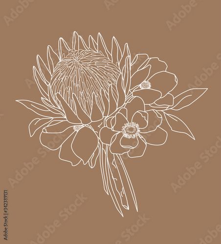 Boho Flowers and Foliage - King Protea with Leaves, White with Brown Background photo