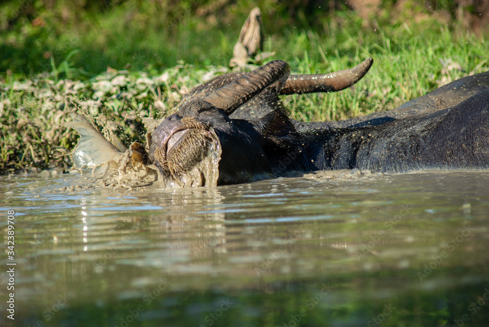 Obraz premium Buffalo