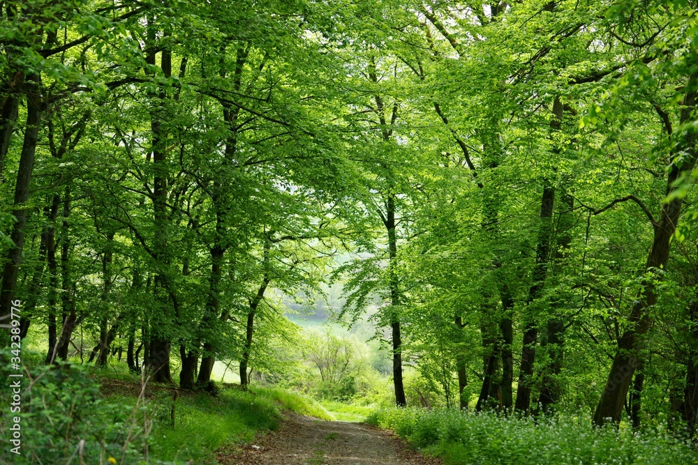 Laubwald Laubwald