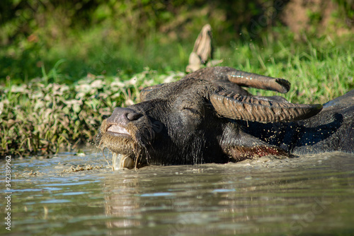 Buffalo