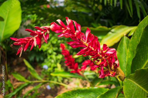 Beautiful red flower - love nature  nature lover