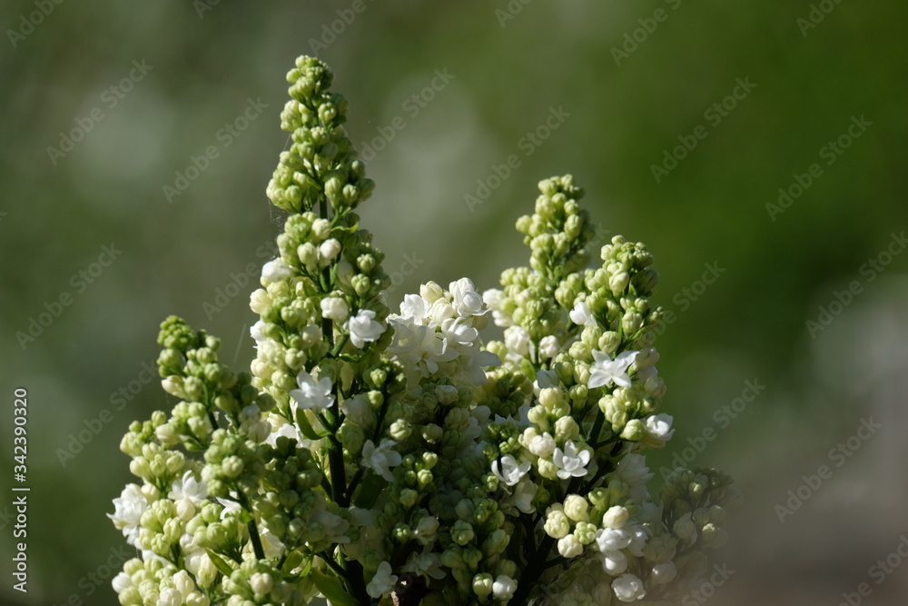 close up of branch of white lilac close up of branch of white lilac