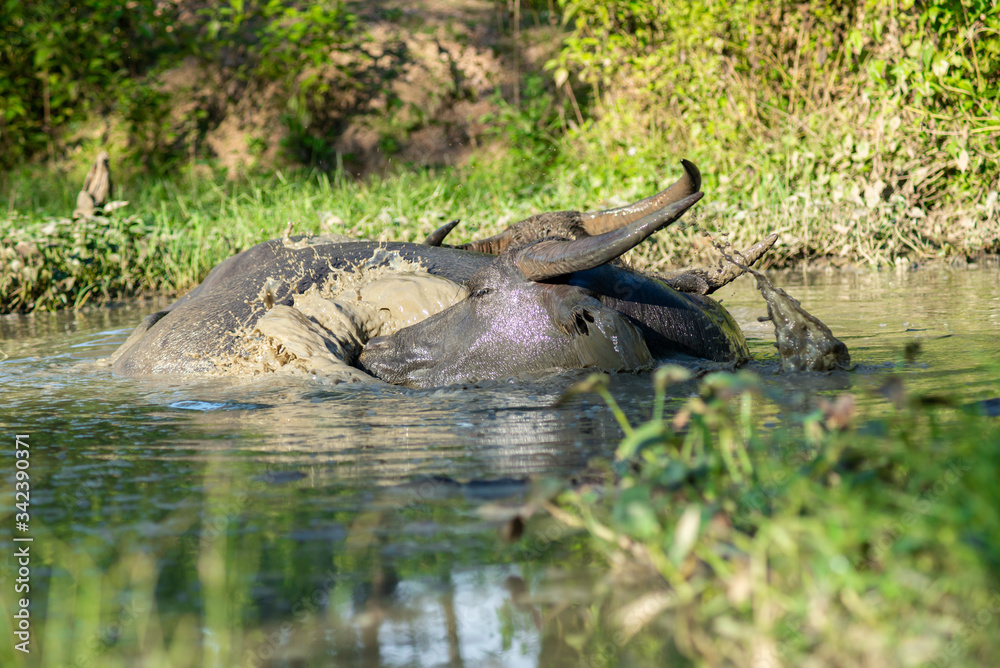 Obraz premium Buffalo