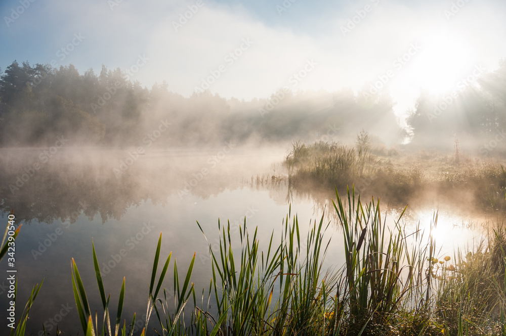 Foggy lake scape and vibrant spring colors in trees at dawn. Concepts: tranquility, nature, background, morning