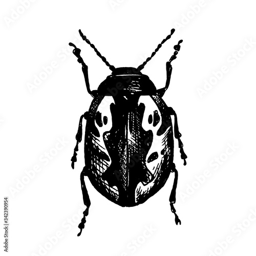 Calligrapha verrucosa_ sketched insect_ Vector doodle