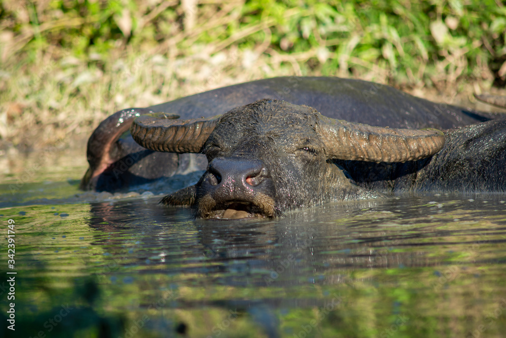 Buffalo Buffalo