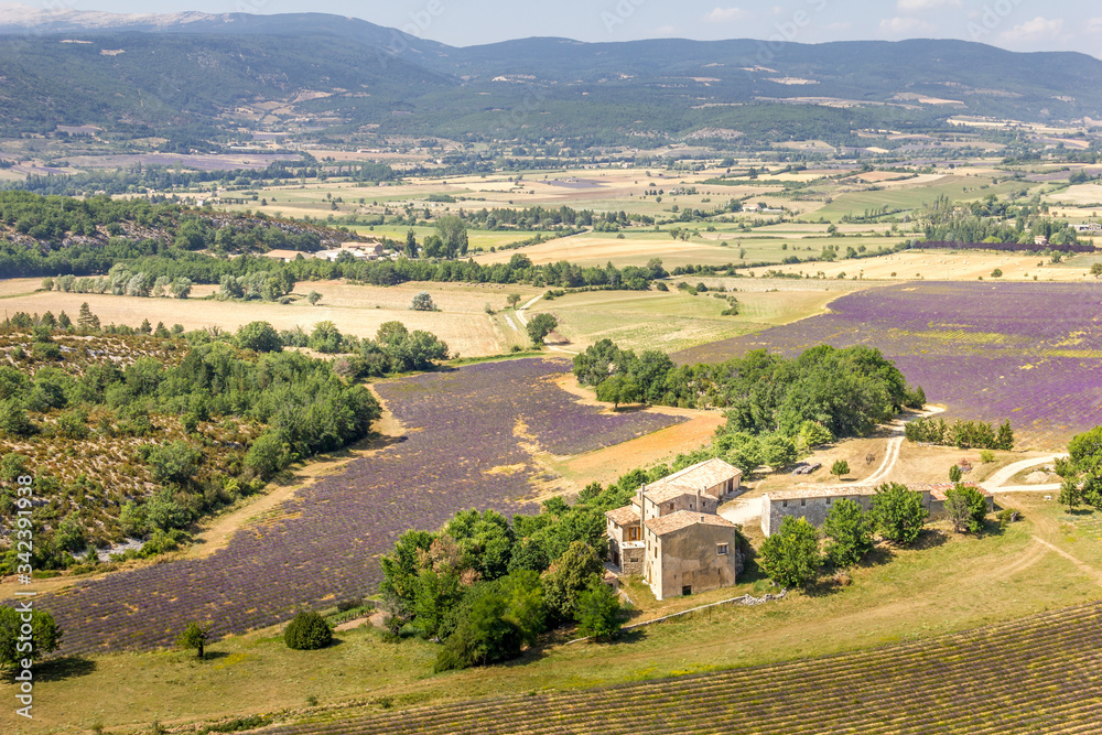 Lavender fields in the Provence region, France