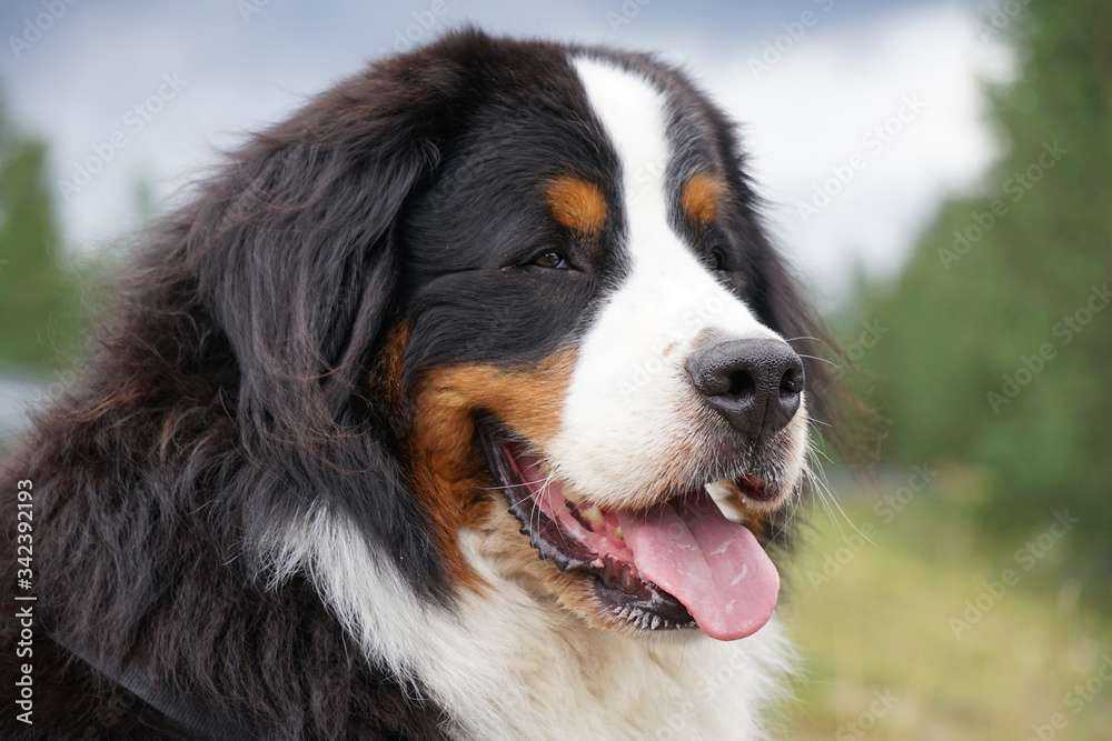 Portrait of a Bernese Mountain Dog. 