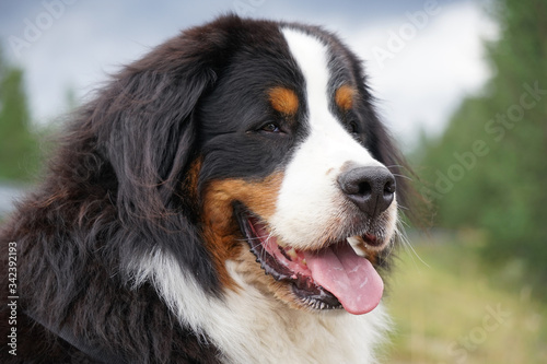 Portrait of a Bernese Mountain Dog. 