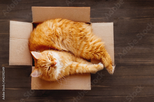Canvas Print Ginger cat lies in box on wooden background
