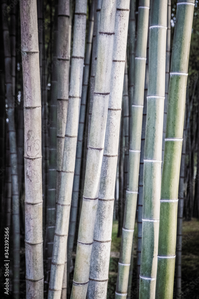 Abstract background from bamboo trunks. Wallpaper from the texture of bamboo. A lot of plants Abstract background from bamboo trunks. Wallpaper from the texture of bamboo. A lot of plants