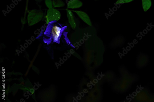 Butterfly pea flowers very fresh after rain.