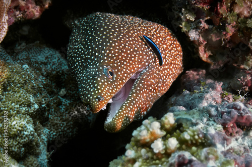 The white-mouth Moray eel greets its cleaner, a small fish with a blue stripe. © Alexei Alekhin
