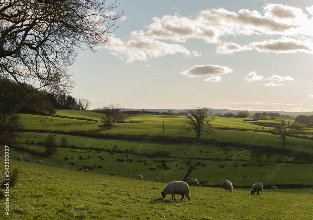 Fototapeta premium sheep in the field
