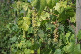 Green grapes on vine, in a sunshine