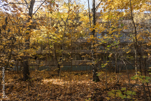 Overgrown yard in abandoned ghost town Pripyat in Chernobyl zone