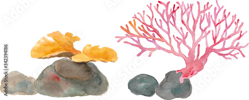 海のサンゴ２種の水彩イラスト（トレースベクター）