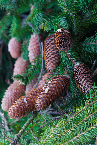 Brown spruce cones on a fluffy green spruce branch.