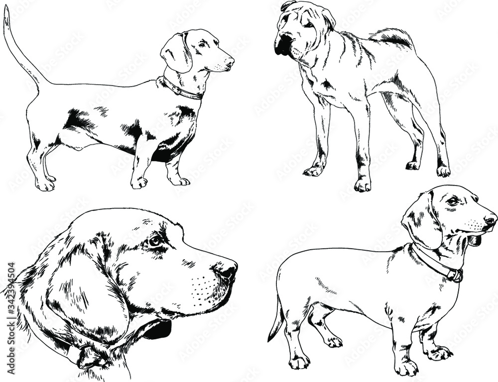 vector drawings sketches pedigree dogs in the racks drawn in ink by hand , objects with no background