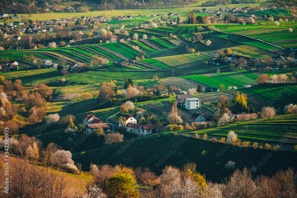 Fototapeta premium Spring in Slovakia. Meadows and fields landscape near Hrinova. Spring colored cherry trees at sunset