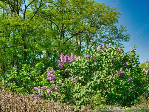 Wallpaper Mural Fleurs Torontodigital.ca