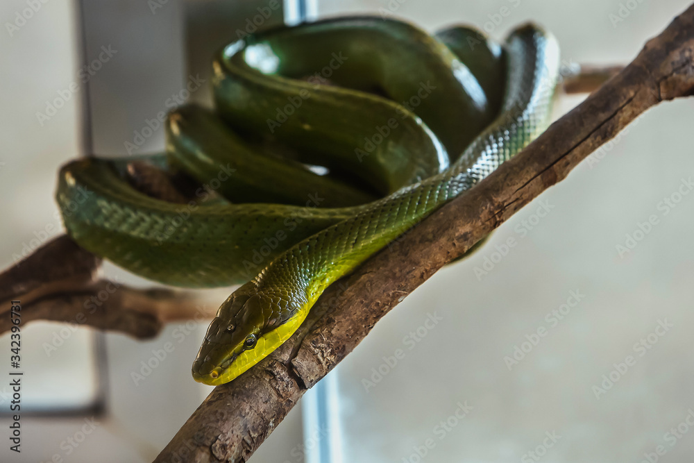 Obraz premium snake on a branch, red-tailed green ratsnake