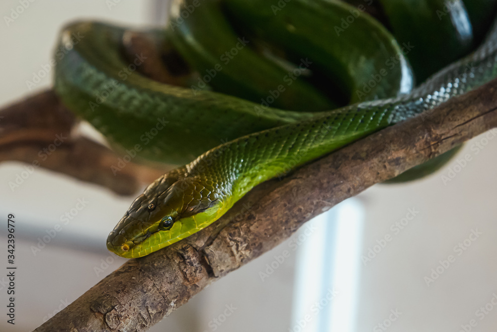 Obraz premium snake on a branch, red-tailed green ratsnake
