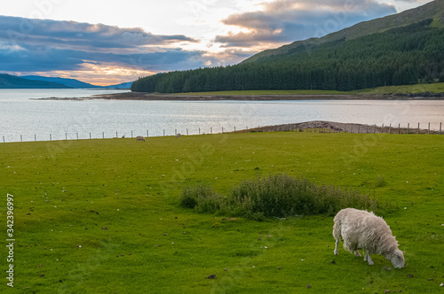 Grazing sheep with a landscape of sea at sunset in the background, Isle of Skye, Scotland