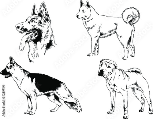 vector drawings sketches pedigree dogs in the racks drawn in ink by hand , objects with no background